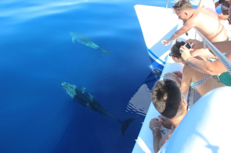 Funchal:Hop-On Hop-Off Bus & Whale & Dolphin Boat Excursion - Customer Feedback