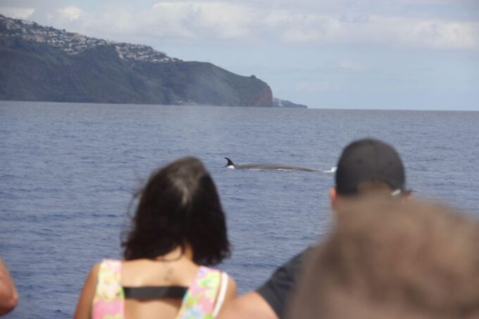 Funchal:Hop-On Hop-Off Bus & Whale & Dolphin Boat Excursion - Booking and Cancellation