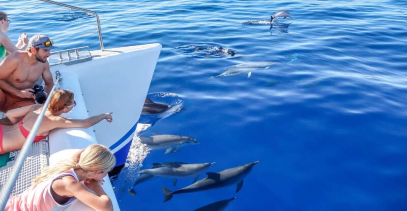 Funchal:Hop-On Hop-Off Bus & Whale & Dolphin Boat Excursion - Key Points