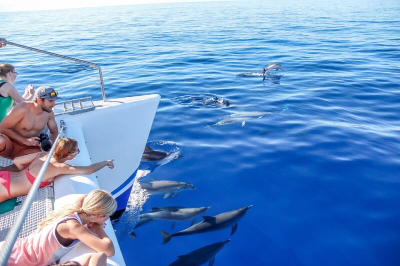 Funchal:Hop-On Hop-Off Bus & Whale & Dolphin Boat Excursion - Included Services