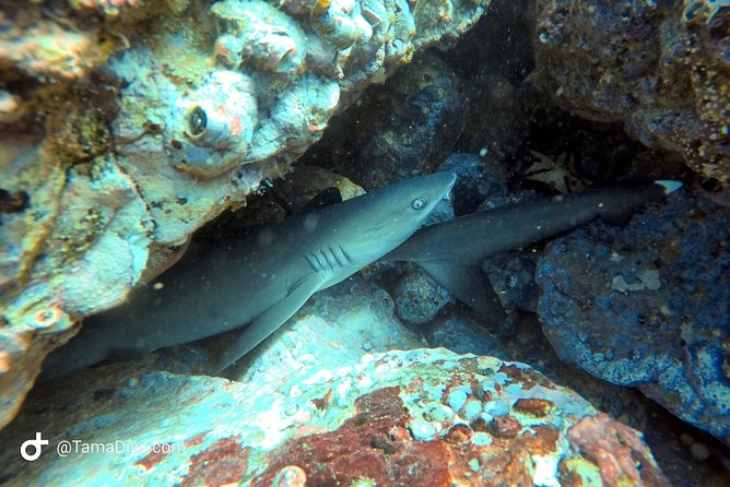 Fundive Catalina Islands (2 Dives Only for Certified Divers) - Schedule and Availability