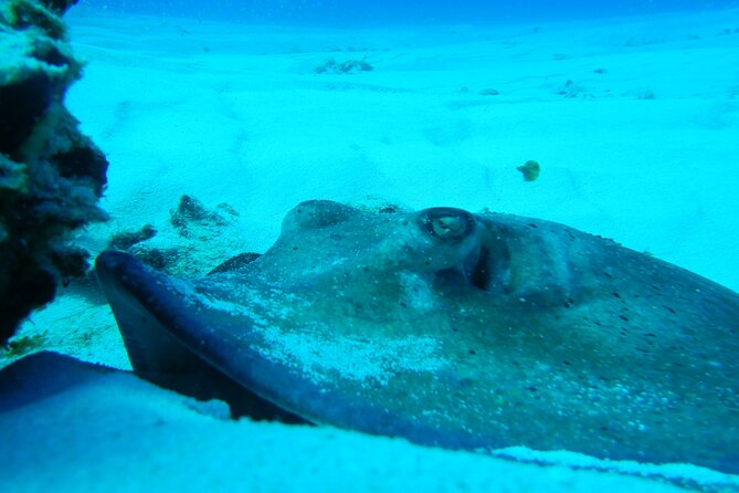 Fundiving in Cozumel - by Ferry - 2 Tanks in the Wonderful Caribbean Sea - Age and Health Requirements