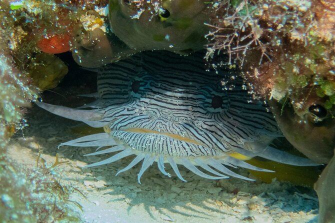 Fundiving in Cozumel - by Ferry - 2 Tanks in the Wonderful Caribbean Sea - Certified Multilingual Scuba Instructor
