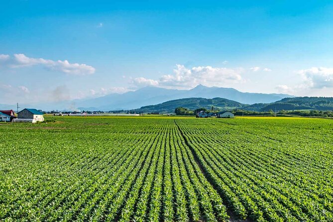 Furano & Biei 4 Hour Tour: English Speaking Driver Only, No Guide - Inclusions and Exclusions
