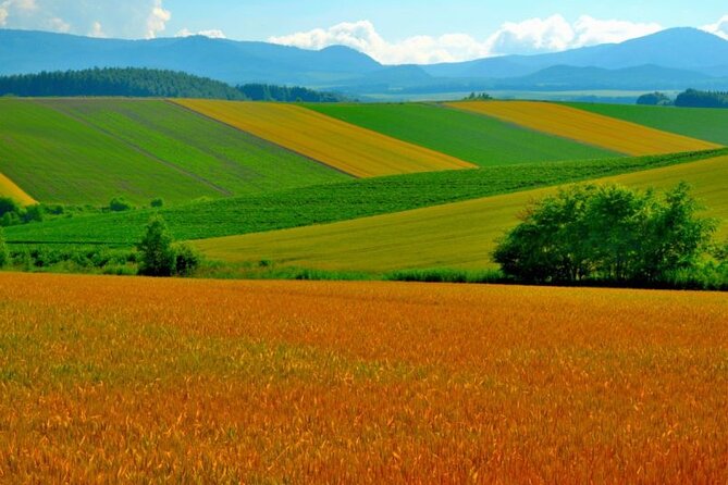 Furano & Biei 4 Hour Tour: English Speaking Driver Only, No Guide - Cancellation Policy