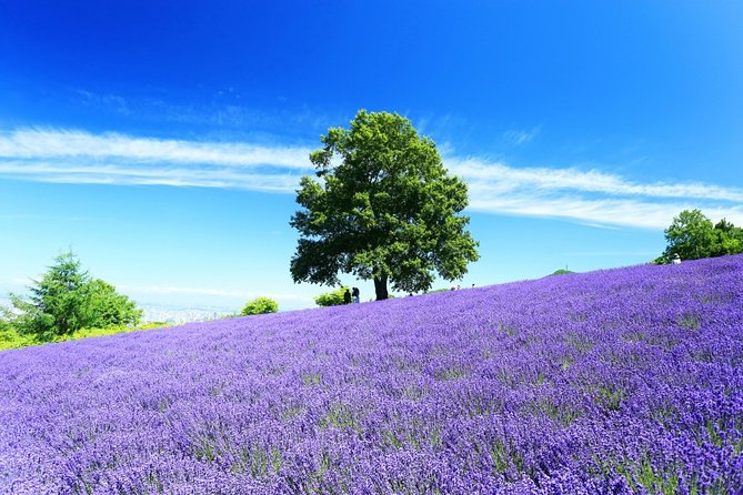 Furano & Biei 4 Hour Tour: English Speaking Driver Only, No Guide - Hotel Pickup and Drop-off