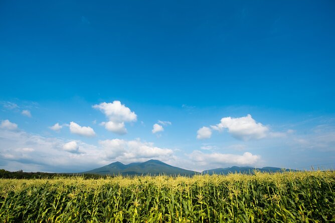 Furano, Biei & Blue Pond Full-Day Private Tour (Up to 21 Pax) - Itinerary