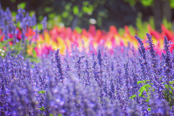 Furano, Biei & Blue Pond Full-Day Private Tour (Up to 21 Pax) - Cancellation Policy