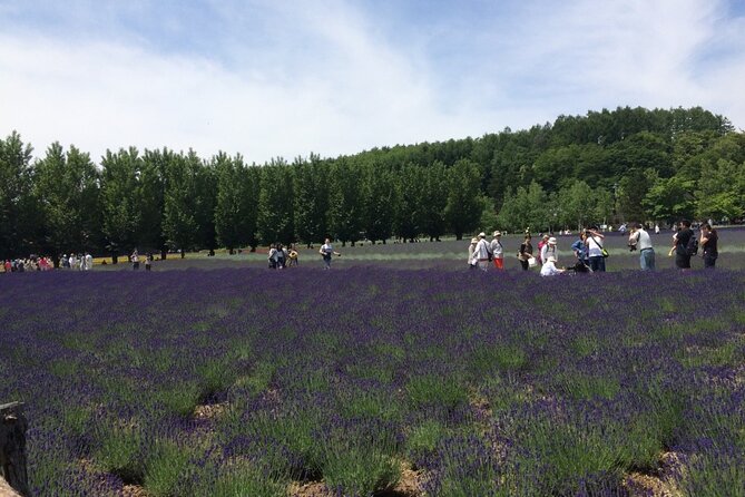 Furano, Biei & Blue Pond Full-Day Private Tour (Up to 21 Pax) - Booking and Confirmation