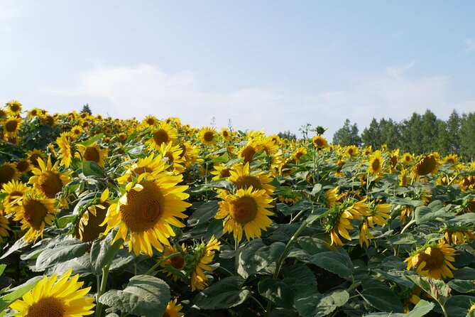 Furano Biei Tour Sapporo DEP: English Speaking Driver, No Guide - Inclusions