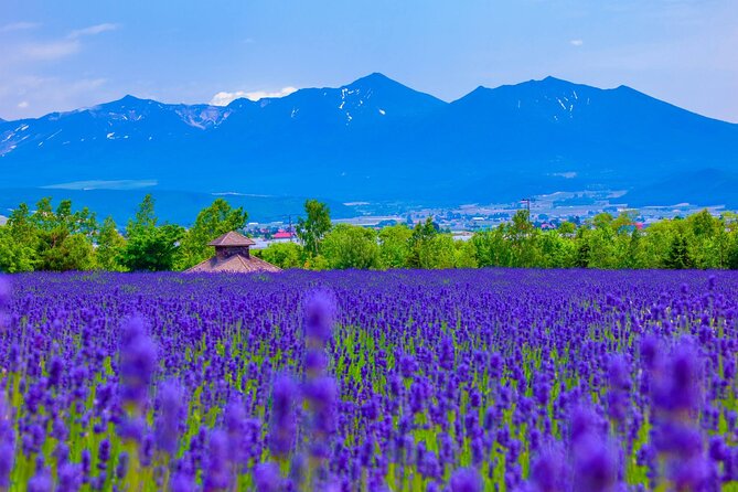 Furano Private Customizable Half Day Tour - Tour Accessibility