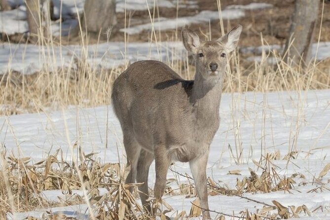 Furepe Waterfall Snowshoe and Wildlife Watching Activity - Meeting and Pickup