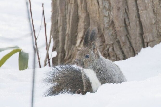 Furepe Waterfall Snowshoe and Wildlife Watching Activity - Meeting Point