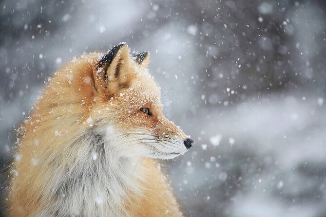Furepe Waterfall Snowshoe and Wildlife Watching Activity - Preparing for the Adventure