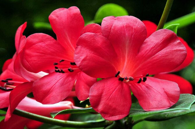 Furnas and Terra Nostra Botanic Park Guided Tour W/ Hotsprings - Itinerary
