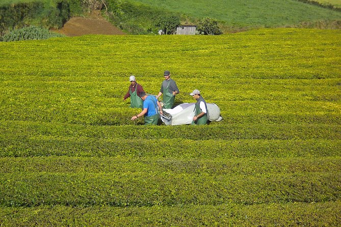 Furnas Full Day Tour | Full Day Furnas Tour (Min. 2 Persons) - Accessibility and Participation