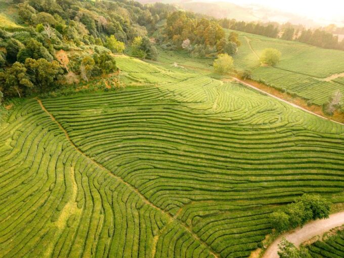 Furnas: Tea Plantations, Lake and Volcano Guided Tour - Frequently Asked Questions