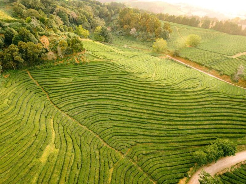 Furnas: Tea Plantations, Lake and Volcano Guided Tour - What to Bring and Restrictions