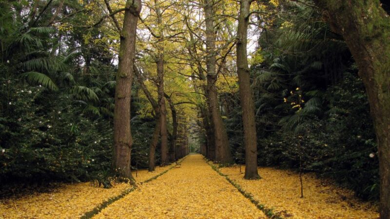 Furnas & Terra Nostra Botanic Park Guided Tour W/ Hotsprings - Experience and Attractions