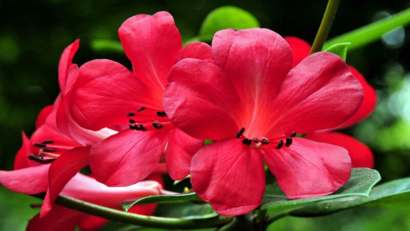 Furnas & Terra Nostra Botanic Park Guided Tour W/ Hotsprings - Customer Reviews