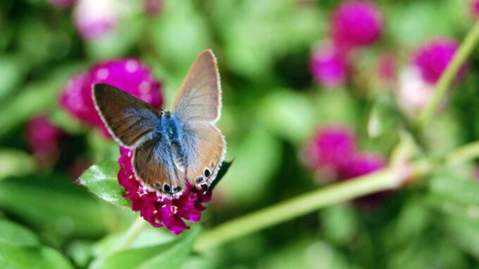 Furnas & Terra Nostra Botanic Park Guided Tour W/ Hotsprings - Frequently Asked Questions