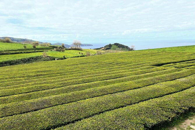 Furnas Vale, Gorreana Tea Factory Private Van Tour - Inclusions and Pickup Information