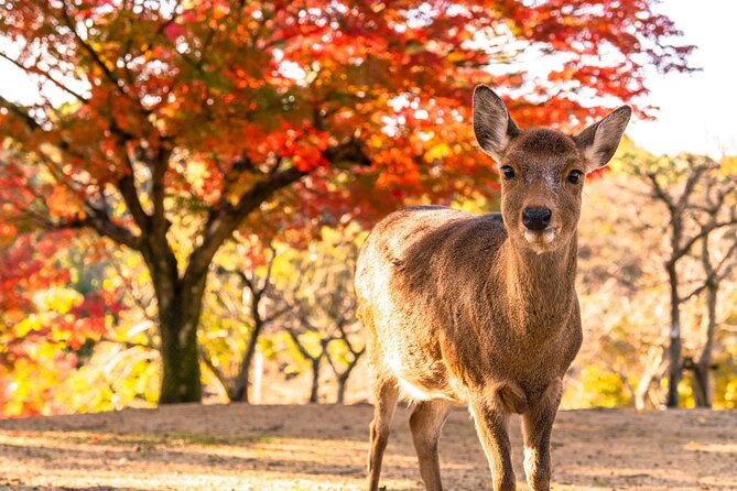 Fushimi Inari Shrine and Nara Park Day Tour From Osaka and Kyoto - Communication and Confirmation