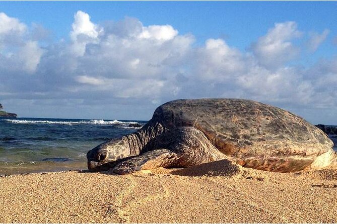 FUV Self Guided Island Adventure Tour - Frequently Asked Questions