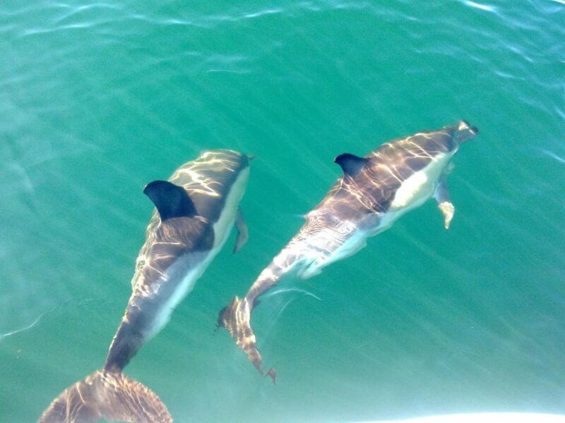 Fuzeta: Dolphin Observation Tour - Tour Overview and Details