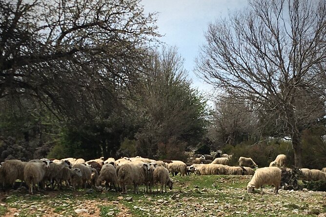 Fygou and Agia Irini Gorge Loop Half Day Hiking Tour - Participant Requirements