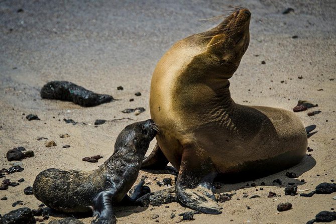Galapagos By Land And Sea 4d-3n - Included Experiences
