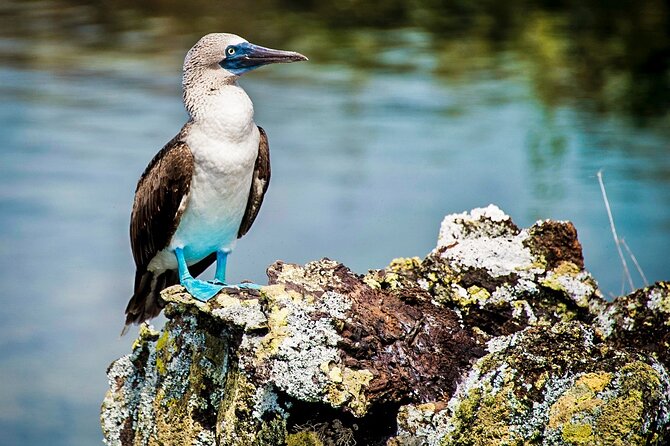 Galapagos By Land And Sea 4d-3n - Costs and Fees