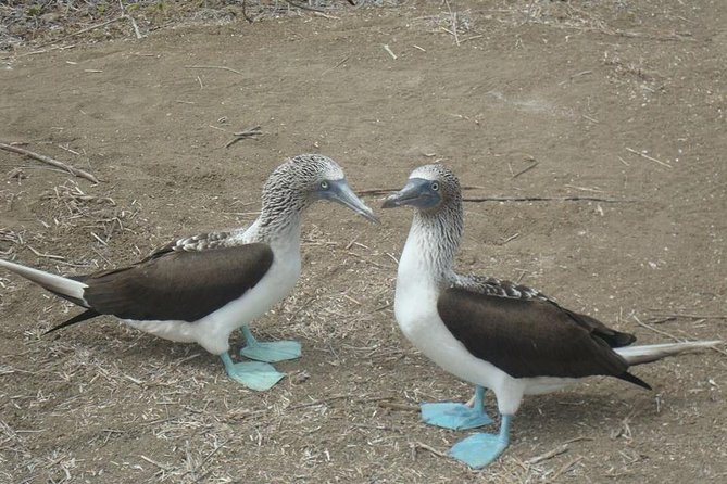 Galapagos Enchanting 3 Islands (5 Days) - Arrival at Baltra Airport