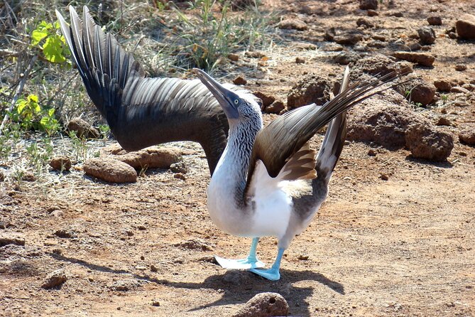 Galapagos Enchanting 3 Islands (5 Days) - Exploring Santa Cruz Island