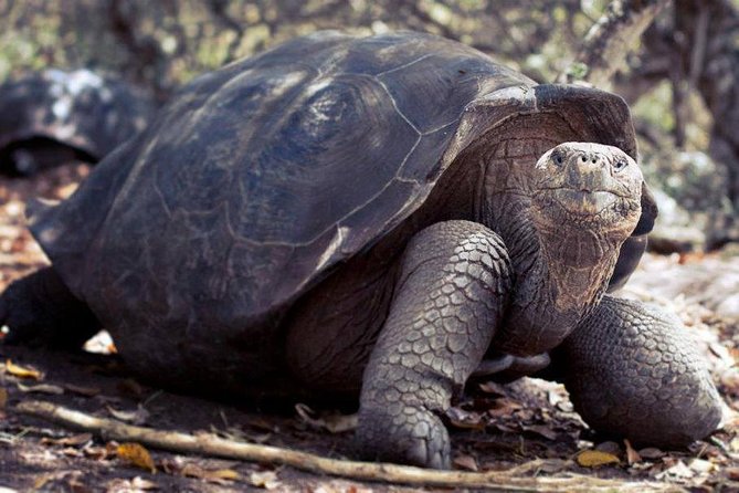 Galapagos Enchanting 3 Islands (5 Days) - Visiting Isabela Island