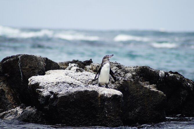 Galapagos Hoping Islands: 7 Days, Experience 4 Islands - Frequently Asked Questions