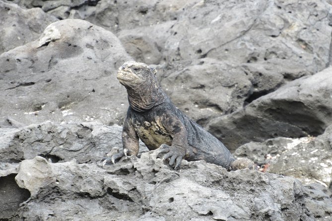 GALAPAGOS IDEAL (3Days) - Witnessing Giant Tortoises