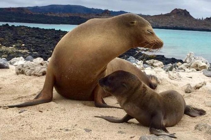 Galapagos Island Hopping (Santa Cruz, San Cristobal and Isabela) - Exploring Isabela Island