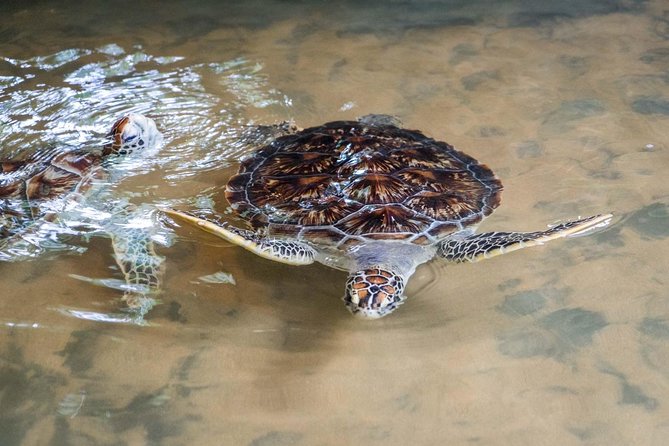 Galle & Bentota River Safari Private Tour From Beruwala Hotels - Guest Reviews