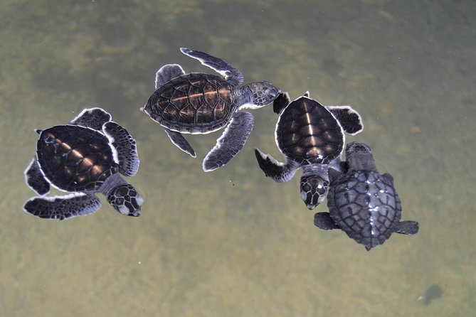 Galle Day Tour: Boat Safari, Stick Fishing & Turtles From Bentota - Galle Fort Exploration