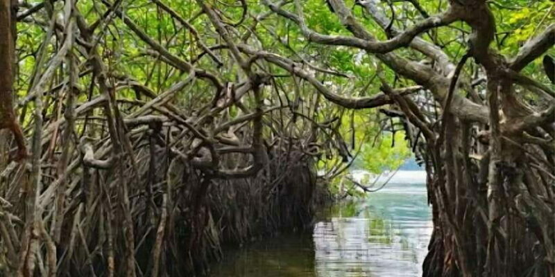 Galle Day Tour From Ahungalla/Kosgoda/Bentota/Beruwala - FAQ