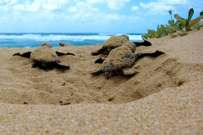 Galle Day Tour From Colombo / Negombo - Additional Tour Inclusions and Considerations