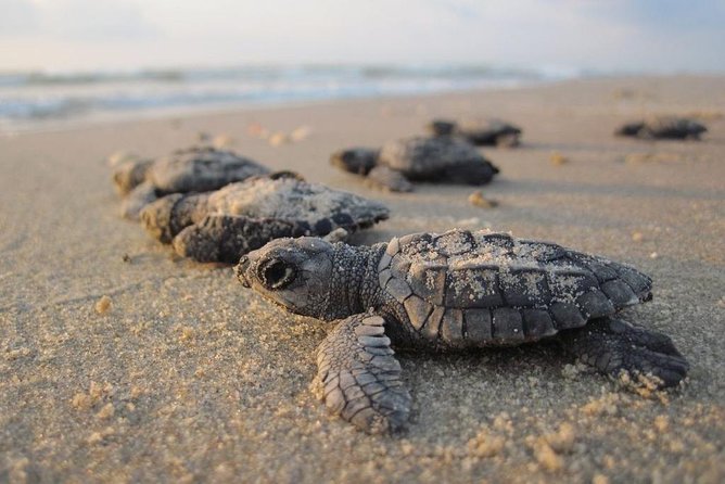 Galle Day Tour From Negombo (All Inclusive) - Negombo Accommodation