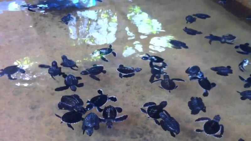 Galle Day Tour With River Safari,Sea Turtle & Tea Plantation - Key Points