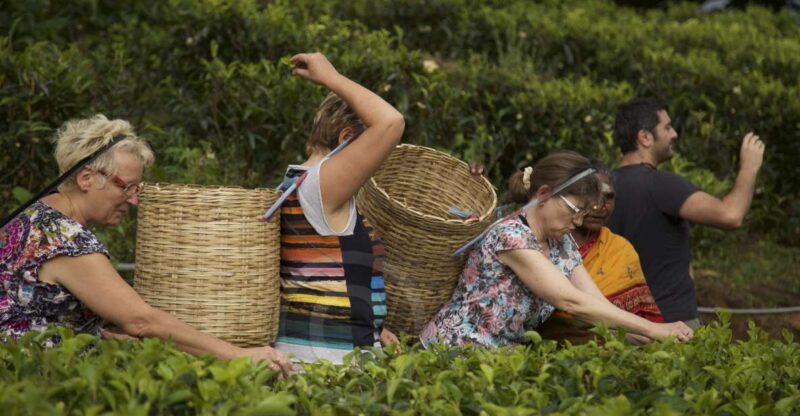 Galle Day Tour With River Safari,Sea Turtle & Tea Plantation - Inclusions