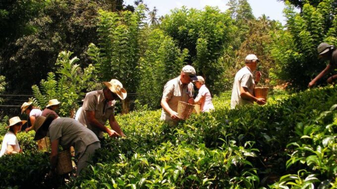 Galle Day Tour With River Safari,Sea Turtle & Tea Plantation - Cancellation Policy