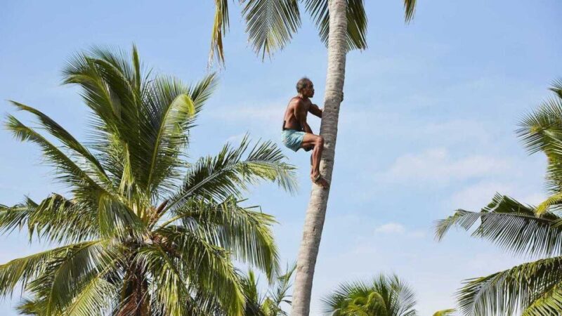 Galle Day Trip From Colombo Port Passenger Terminal - Itinerary Highlights