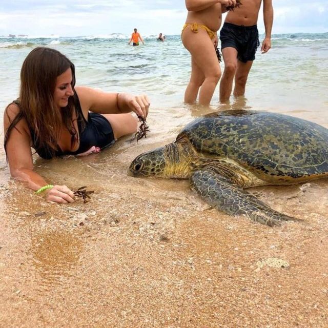 Galle Day Trip From Colombo Port Passenger Terminal - Sea Turtle Hatchery