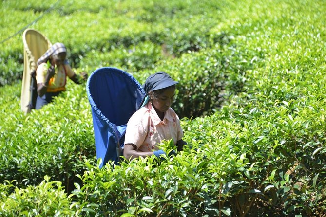 Galle Fort And Tea Factory Visit - Discovering the Tea-Making Process