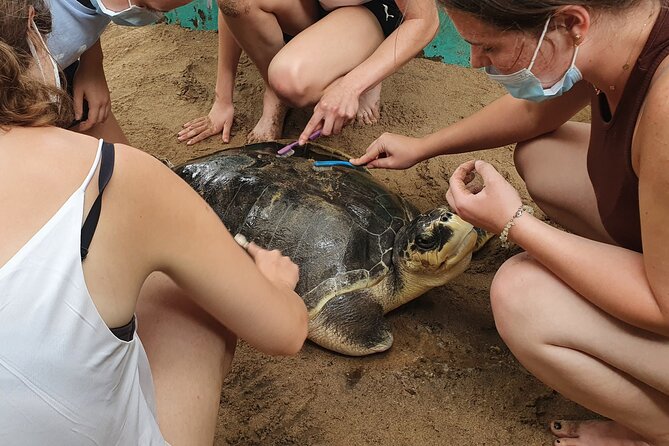 Galle Full-Day Tour - Kosgoda Turtle Hatchery